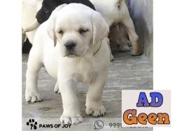 used Adorable Lab Puppy Available 999948262 for sale 